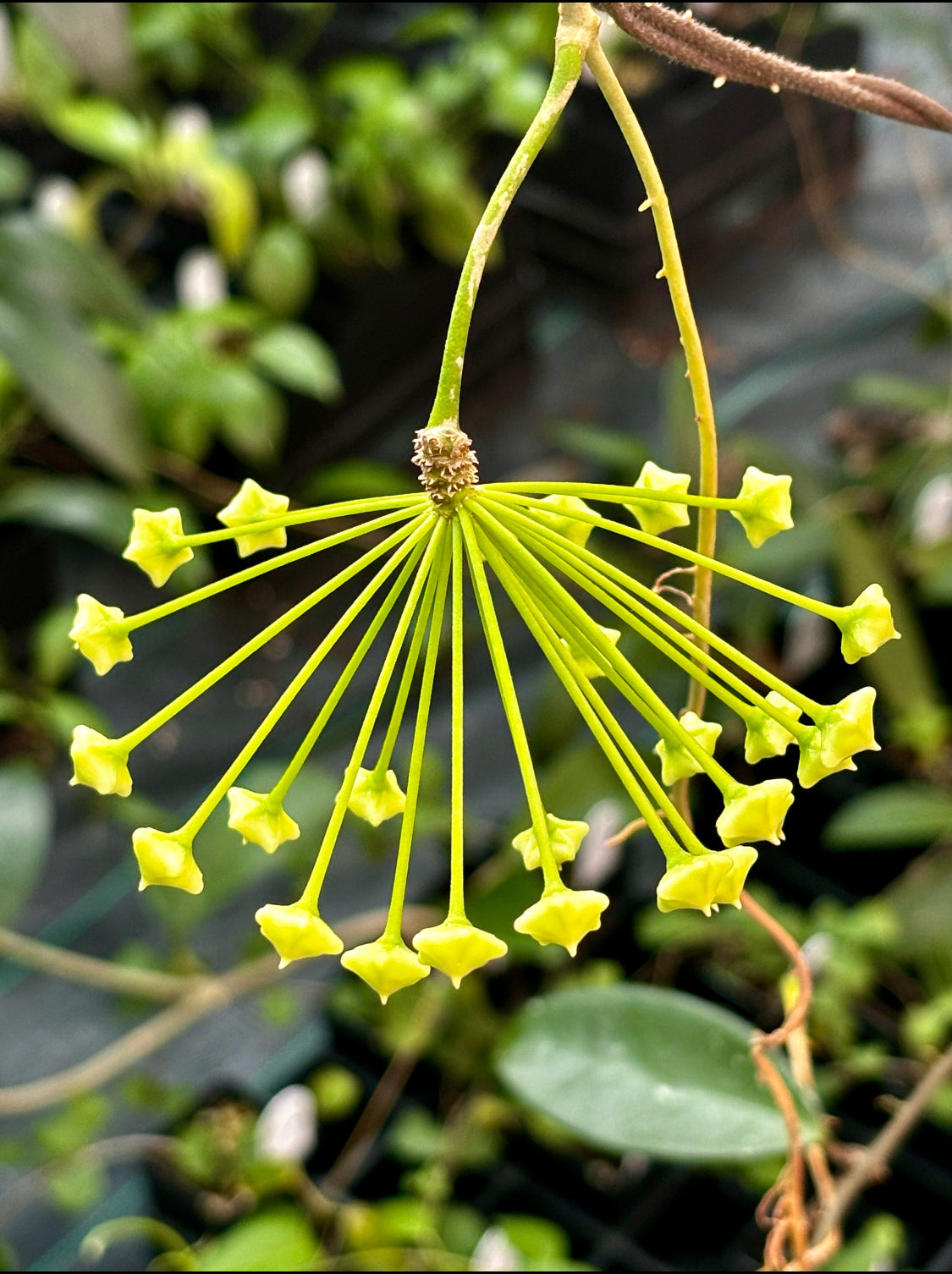 Hoya celata H210