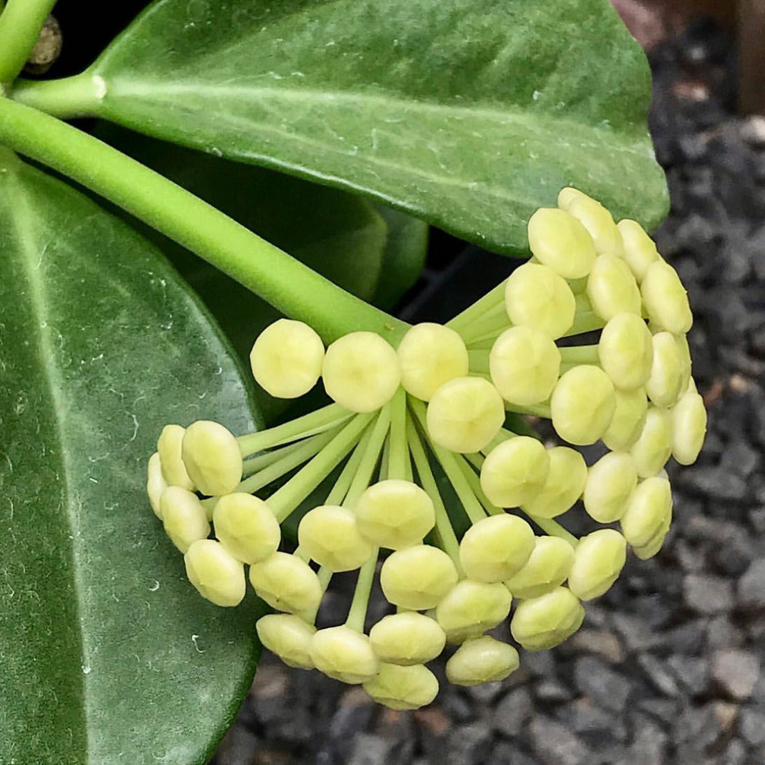 Hoya pachyclada IML 0523 H25