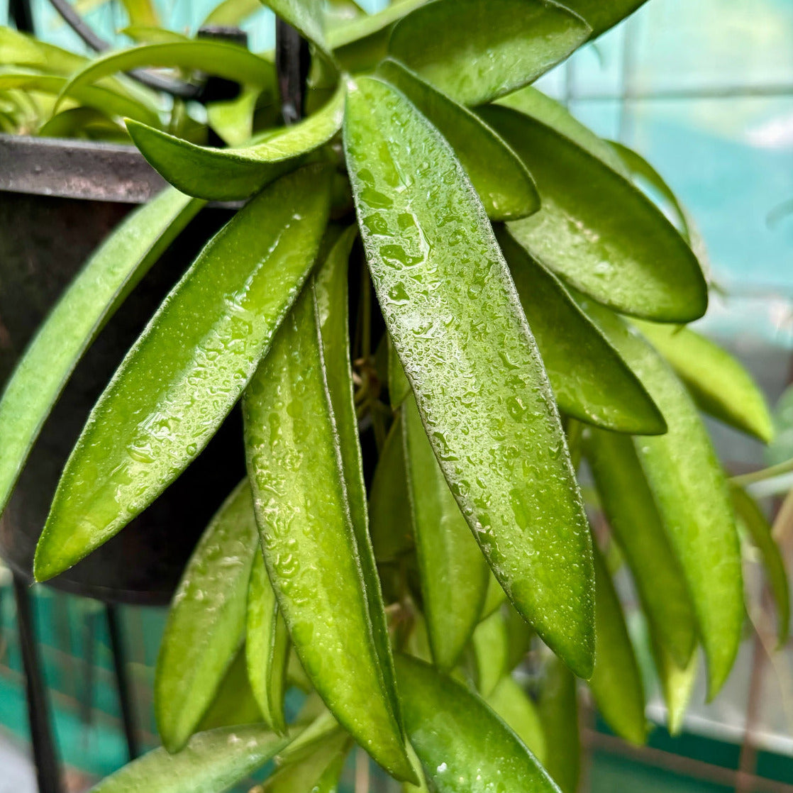 Hoya wayetii IML 1540 H89