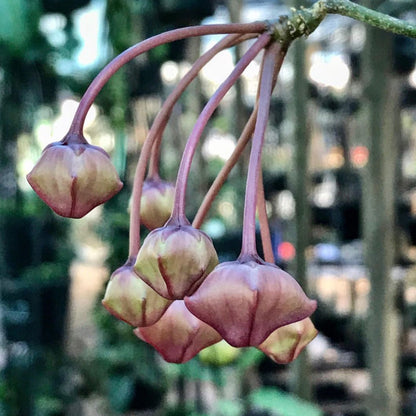 Hoya macgillivrayi 'Langkelly Ck. Qld.' IML 0015 H63