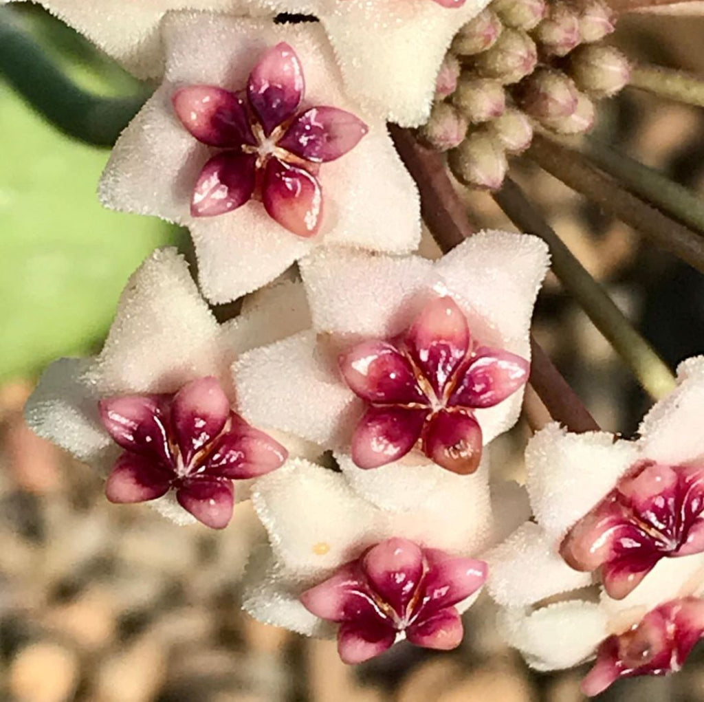 Hoya obovata H18