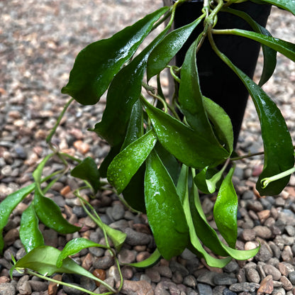 Hoya soidaoensis H421