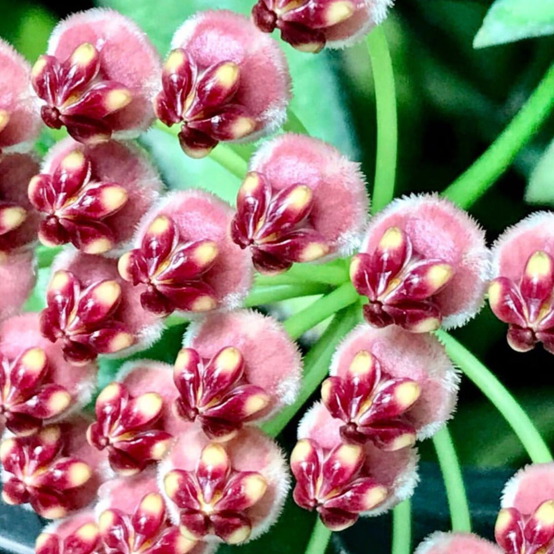 Hoya wayetii IML 1540 H89