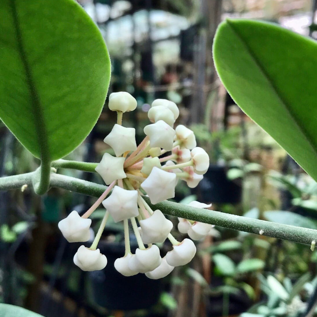 Hoya australis ssp. australis compacta H190