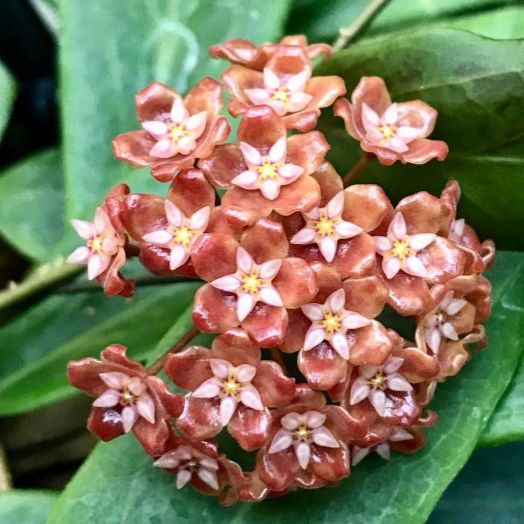 Hoya ilagiorum H183