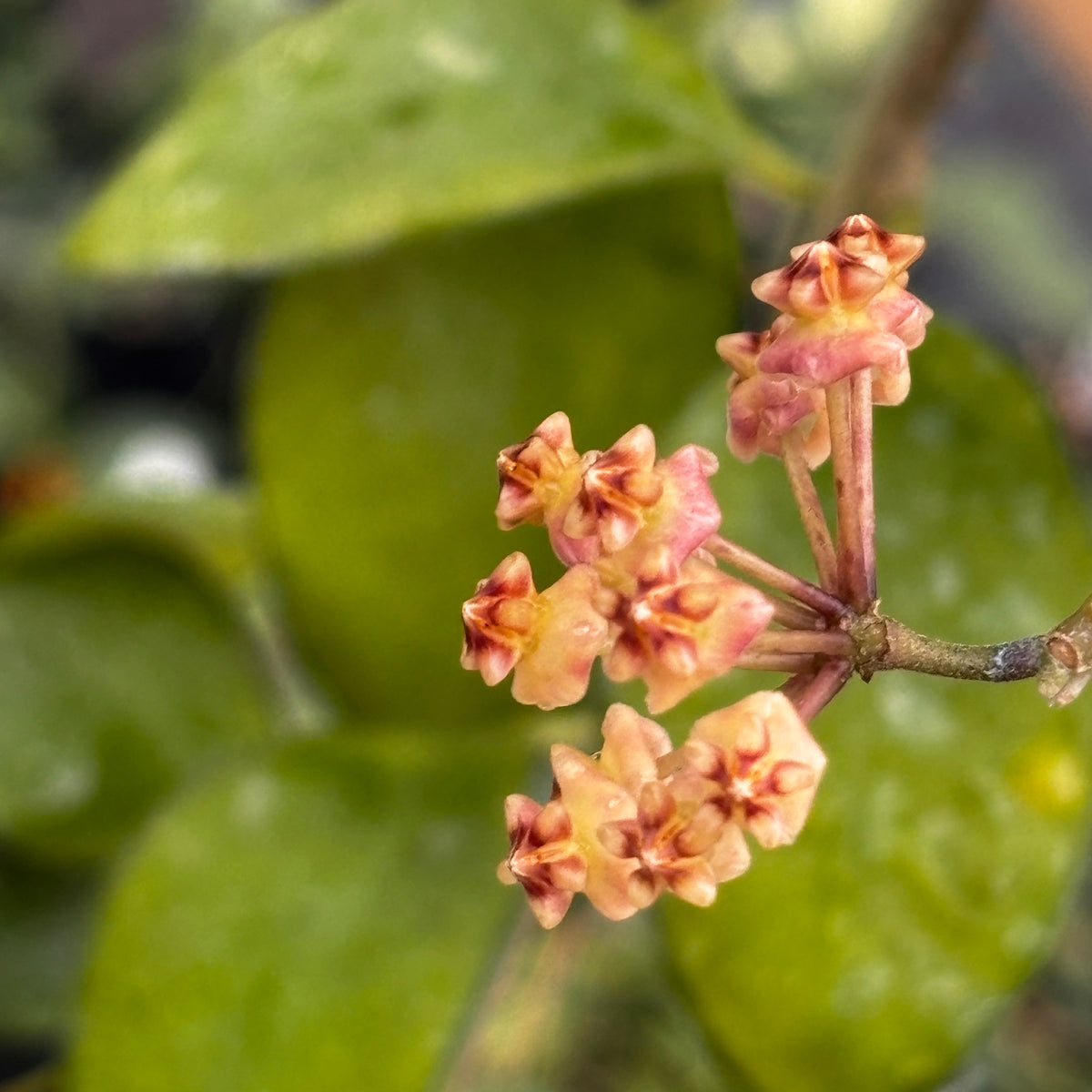 Hoya myrmecopa IML 1375 H280