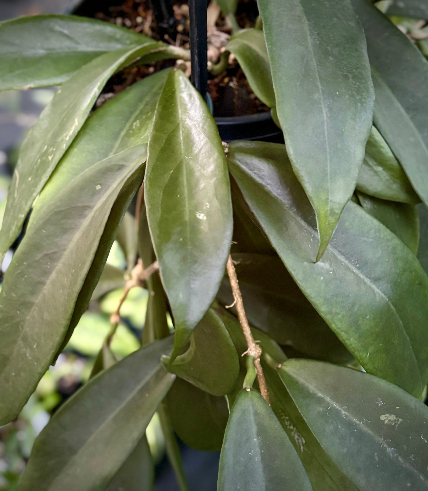 Hoya arnottiana H53