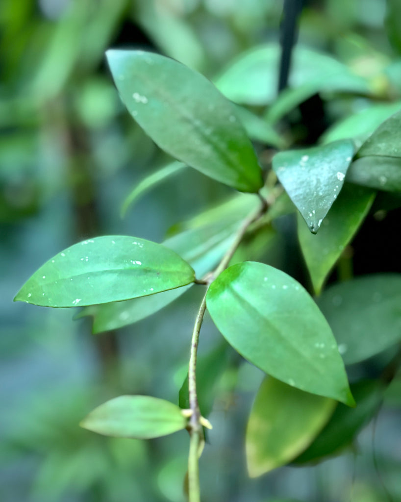 Hoya nabawanensis Sabah IML 1780 H258