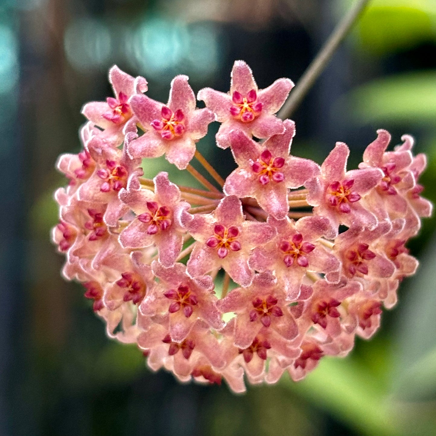 Hoya camphorifolia H147