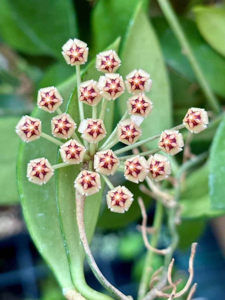 Hoya micrantha Thailand IML 1442 H243