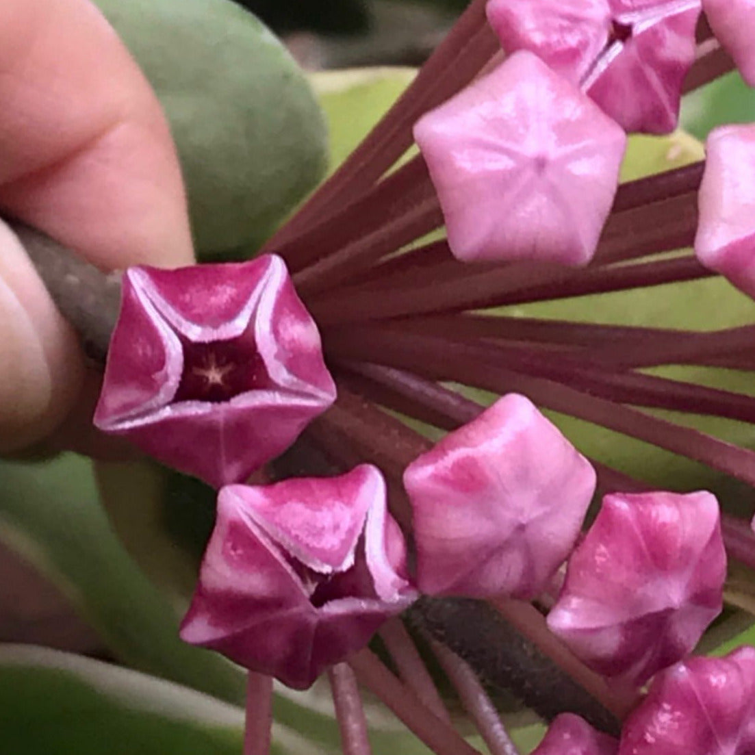 Hoya carnosa variegata 'Purple Pride' H216