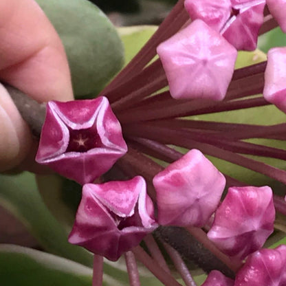 Hoya carnosa variegata 'Purple Pride' H216