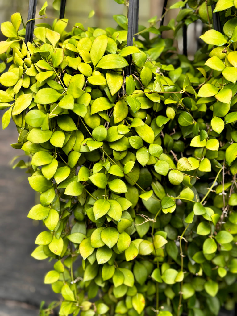 Hoya heuschkeliana H2