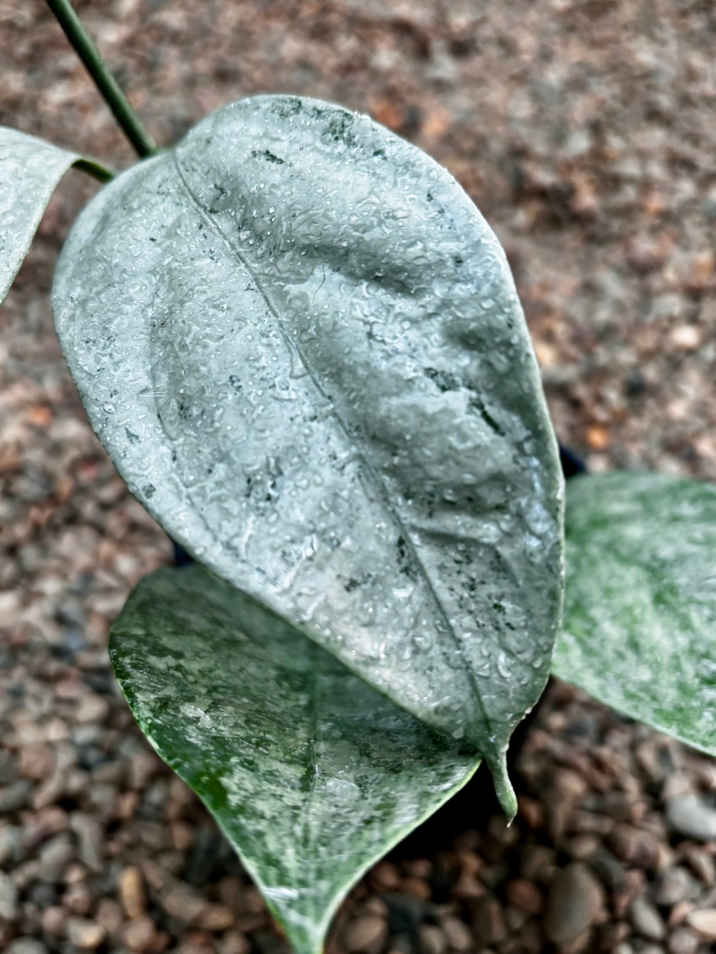 Hoya coriacea (silver) H454