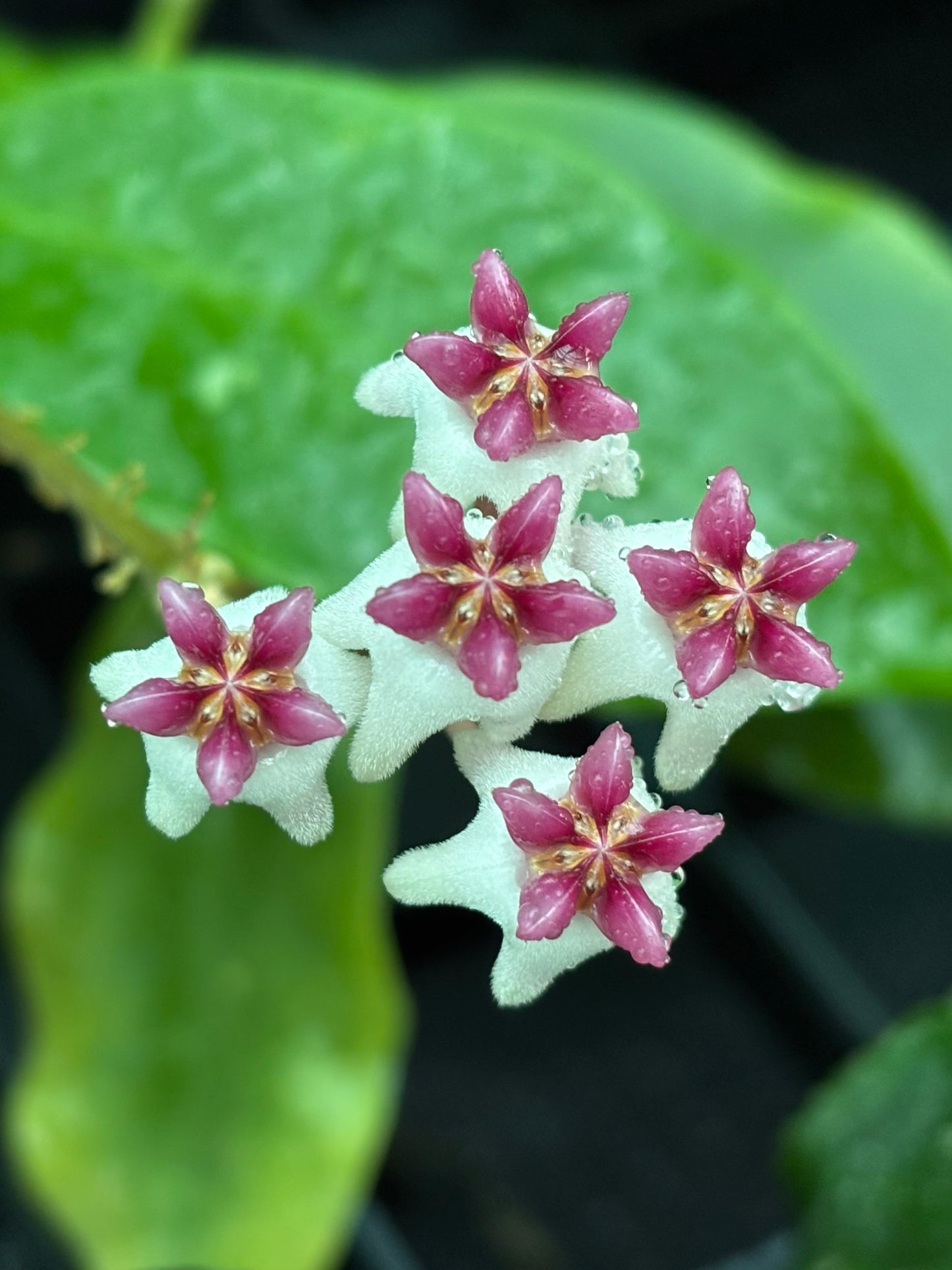 Hoya 'Patricia' H396