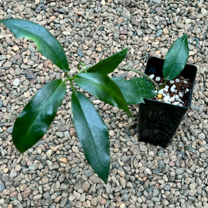 Hoya archboldiana (white) H367