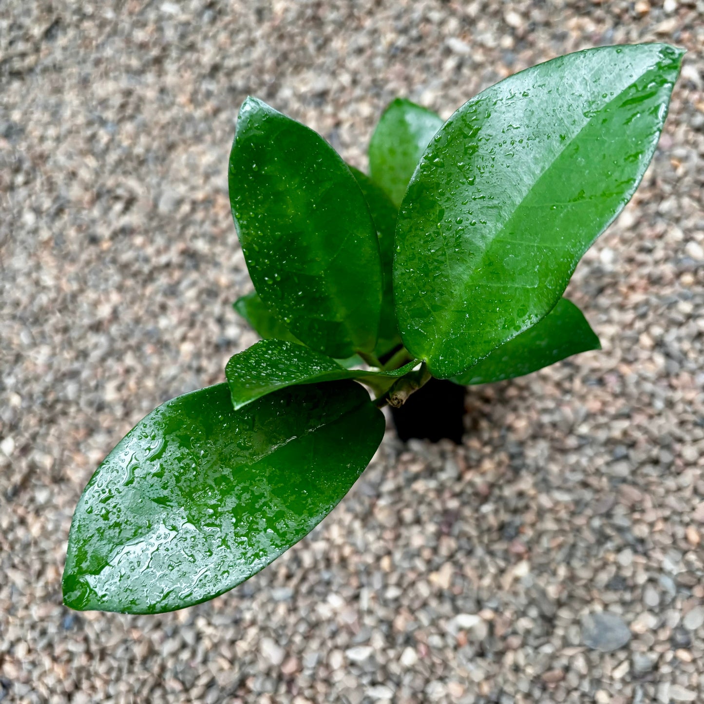 Hoya australis ssp. australis - thin leaf H271