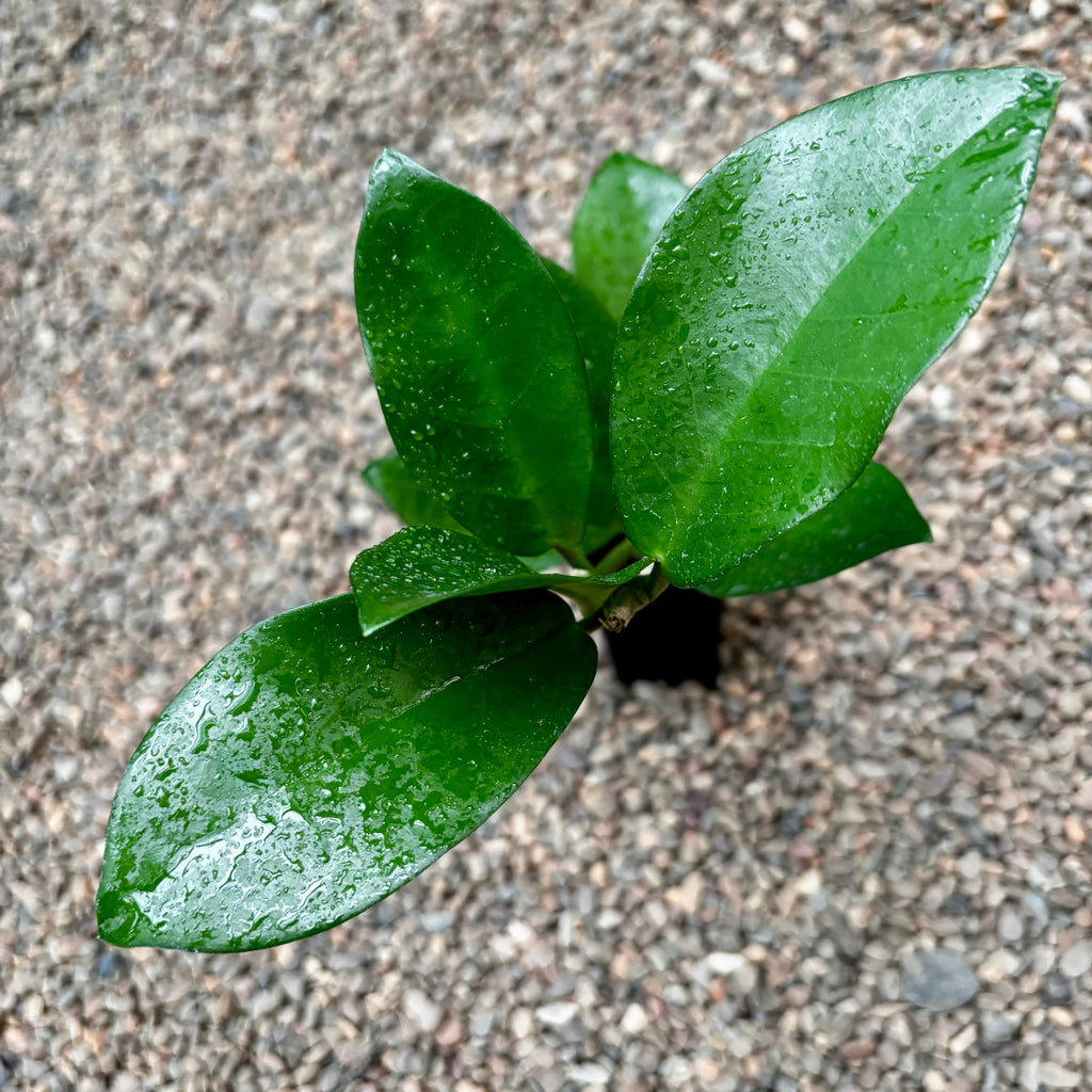 Hoya australis ssp. australis - thin leaf H271