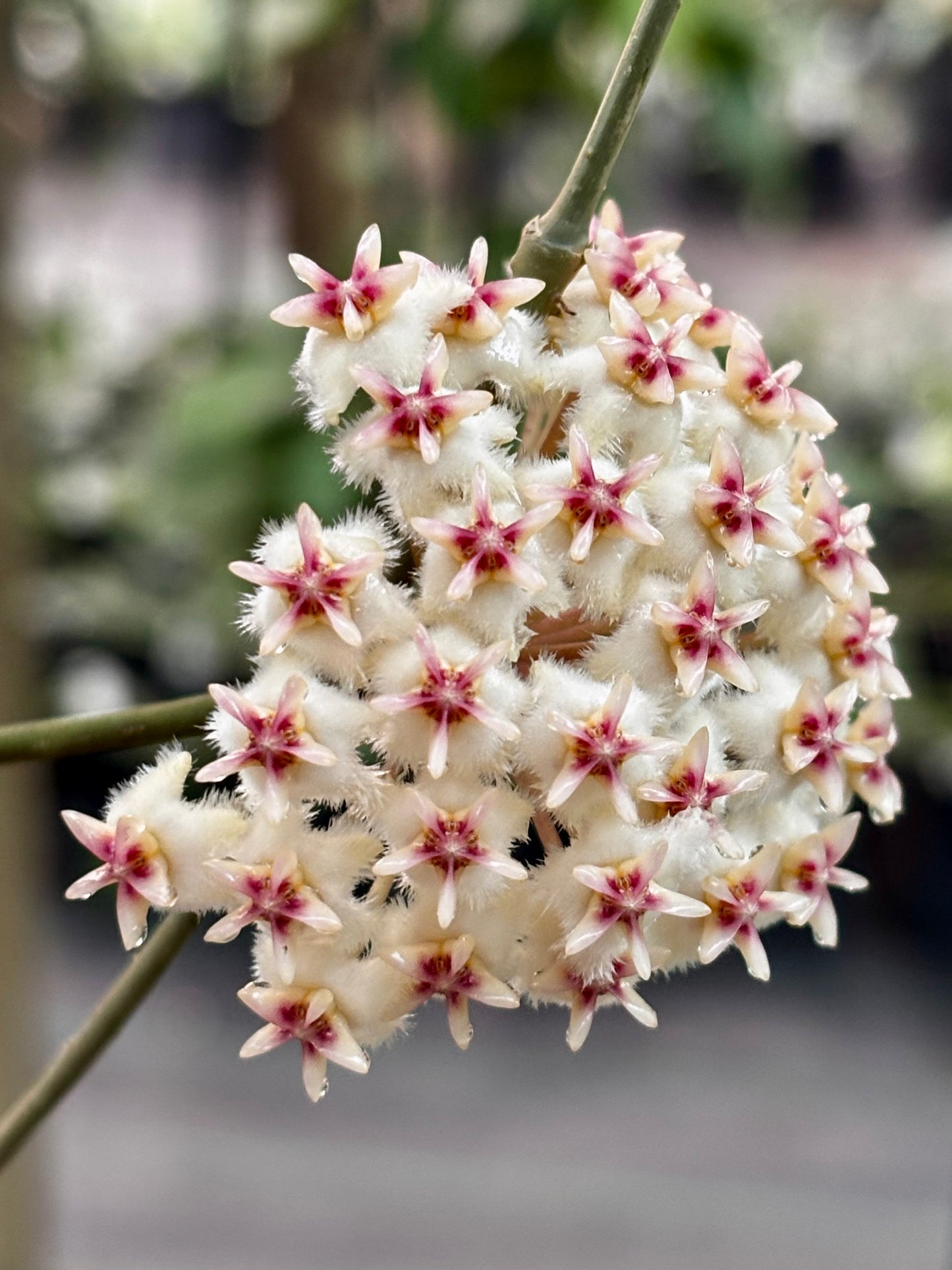 Hoya erythrostemma (white) IML 1428 H230