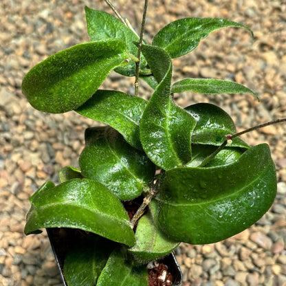 Hoya patella 'Pink' IML 1096 H70