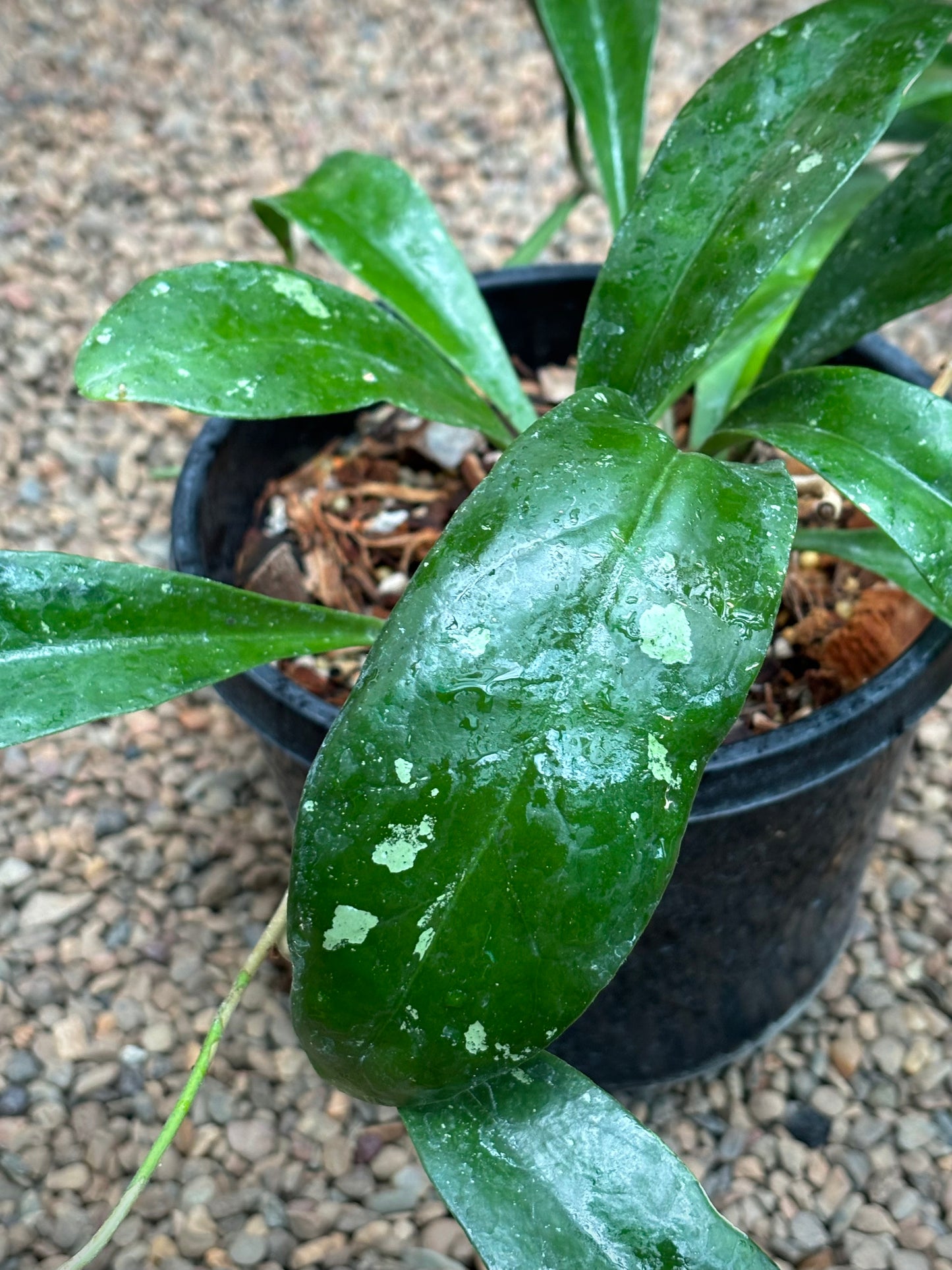 Hoya estrellaensis IML 1256 H232