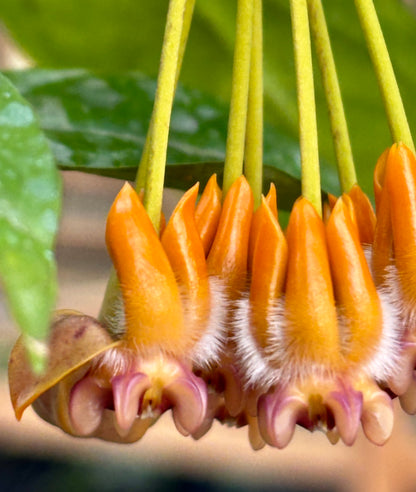 Hoya praetorii H438
