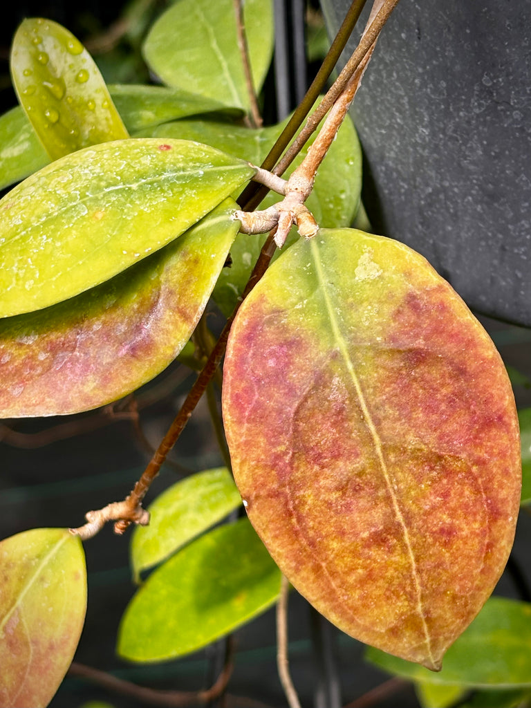 Hoya erythrostemma H173