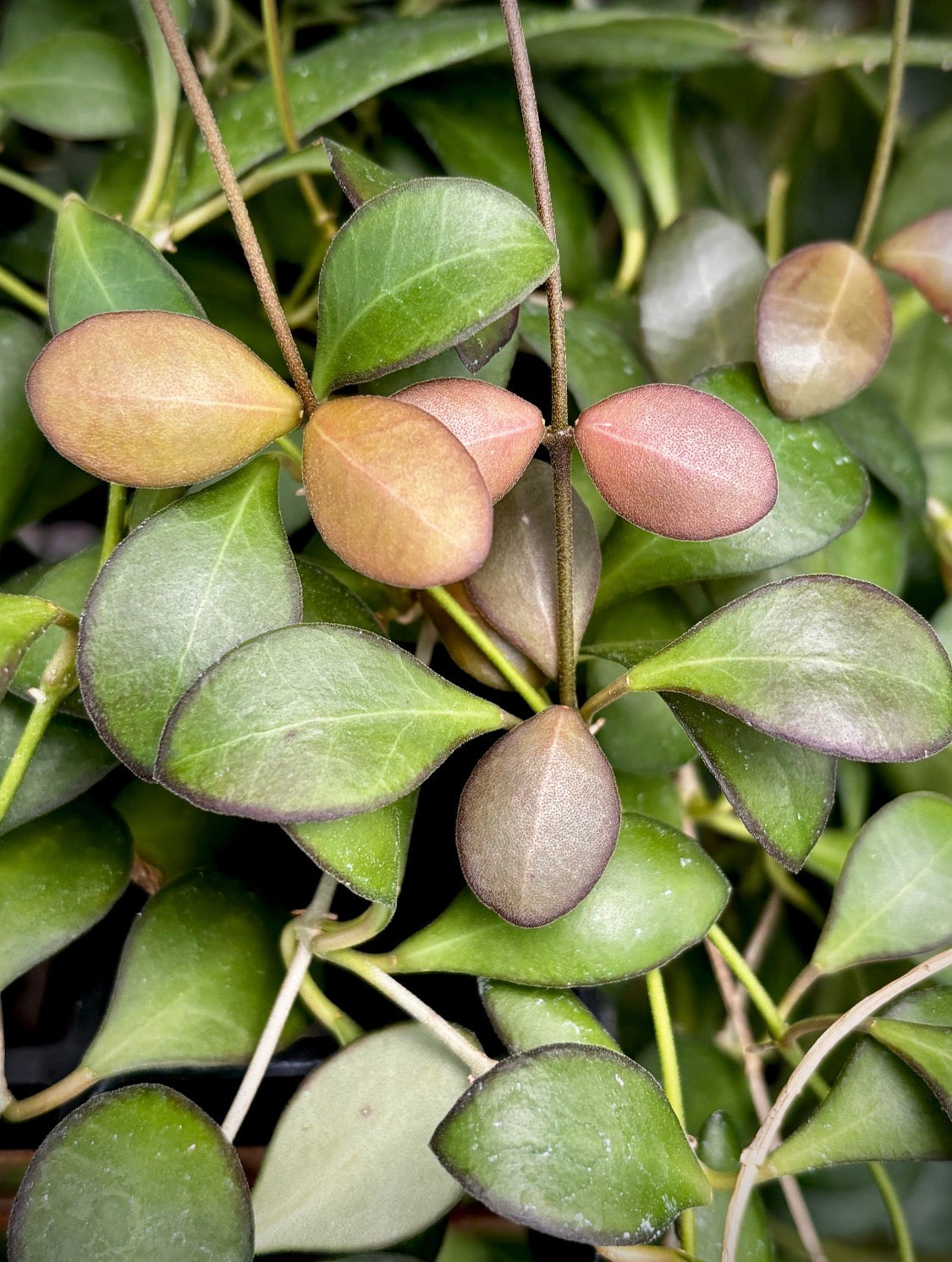 Hoya panchoi IML 0228 H69