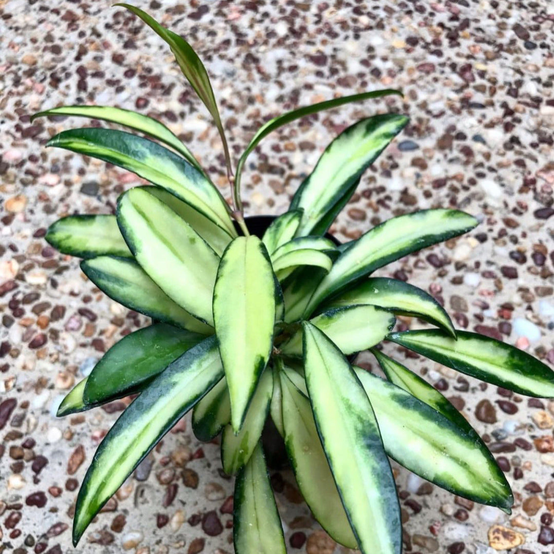 Hoya wayetii variegata H324