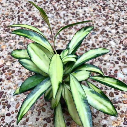 Hoya wayetii variegata H324