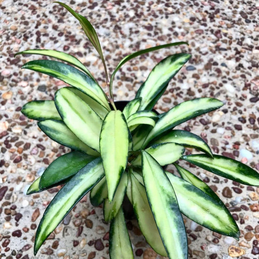 Hoya wayetii variegata H324