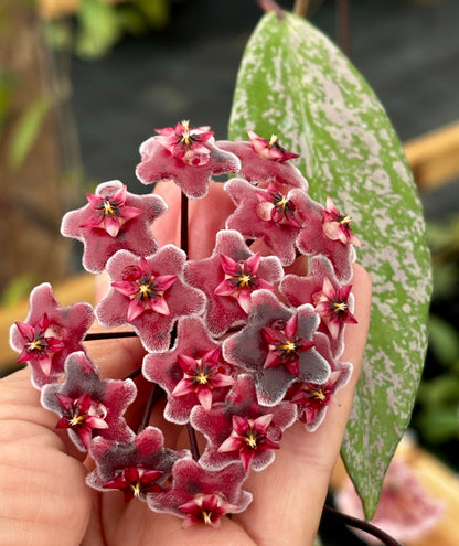 Hoya pubicalyx 'Chinese Black' H407