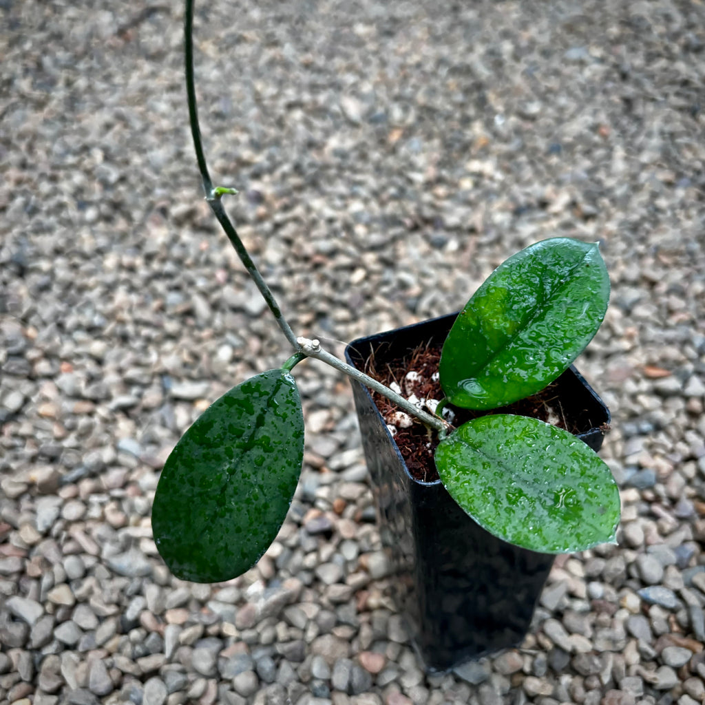 Hoya oblongacutifolia Thailand IML 1214 H330