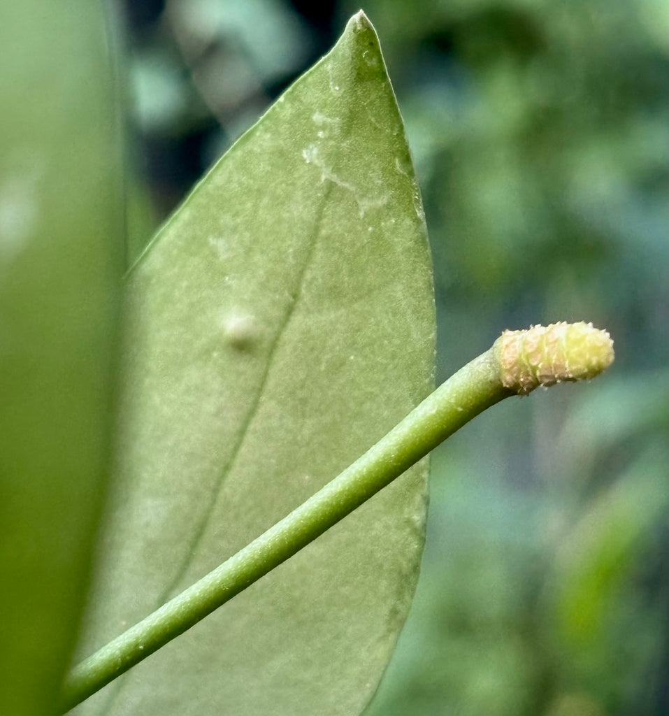 Hoya nabawanensis Sabah IML 1780 H258