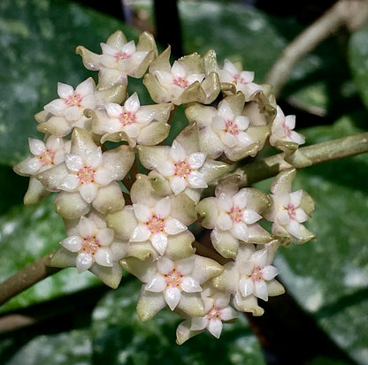Hoya sp. Ko Chang Is. IML 1508 H127