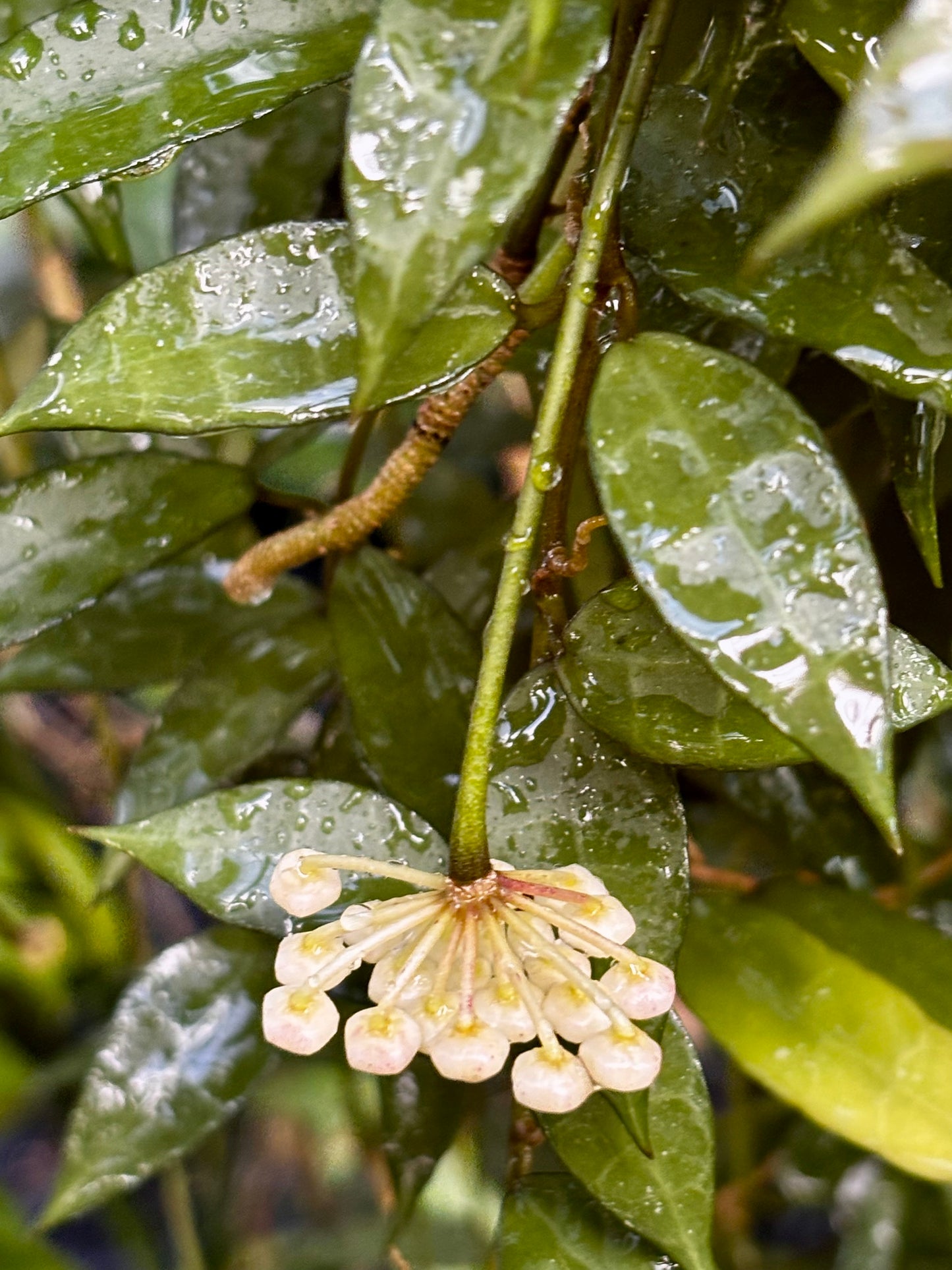 Hoya lacunosa H13