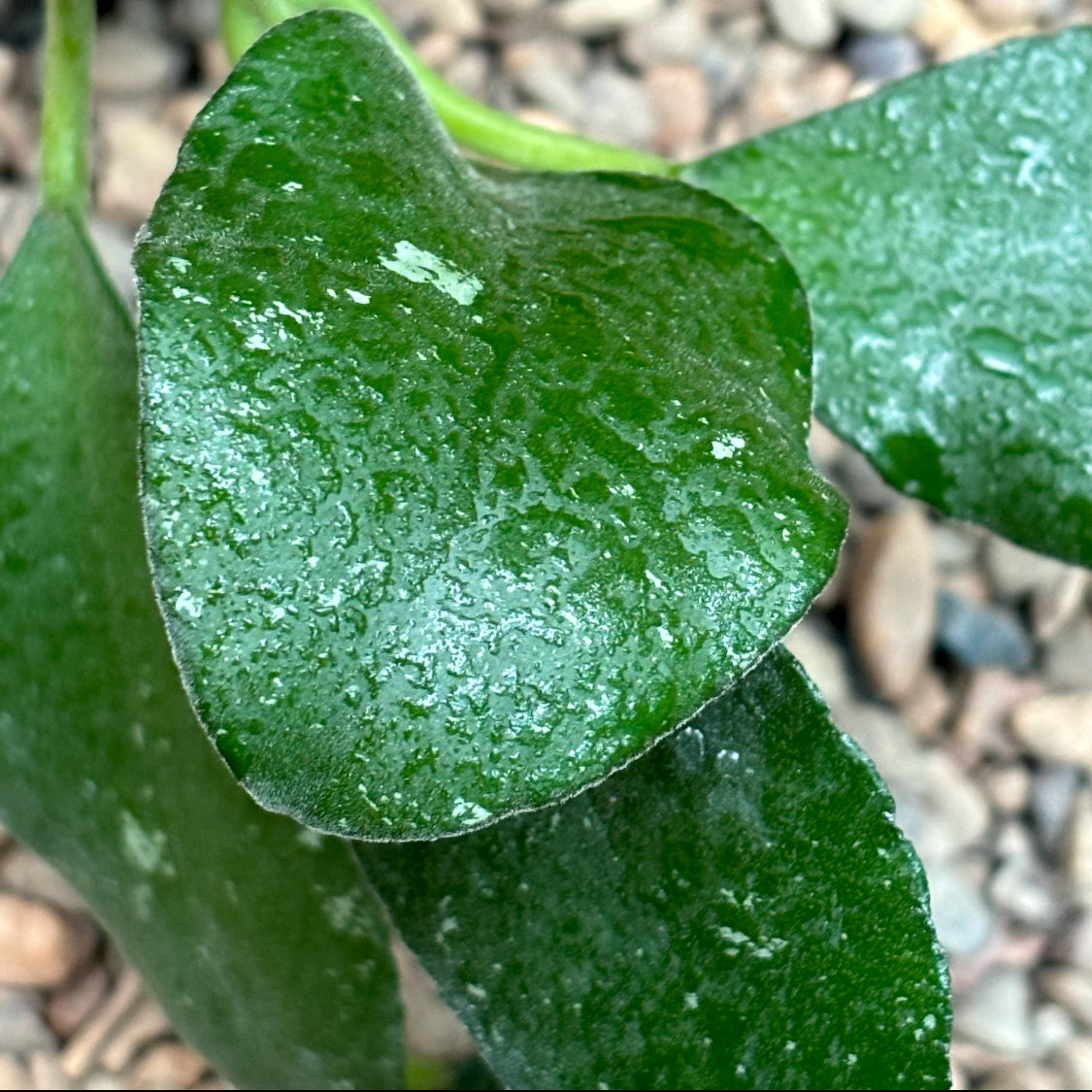 Hoya waymaniae Nabawan Sabah H383