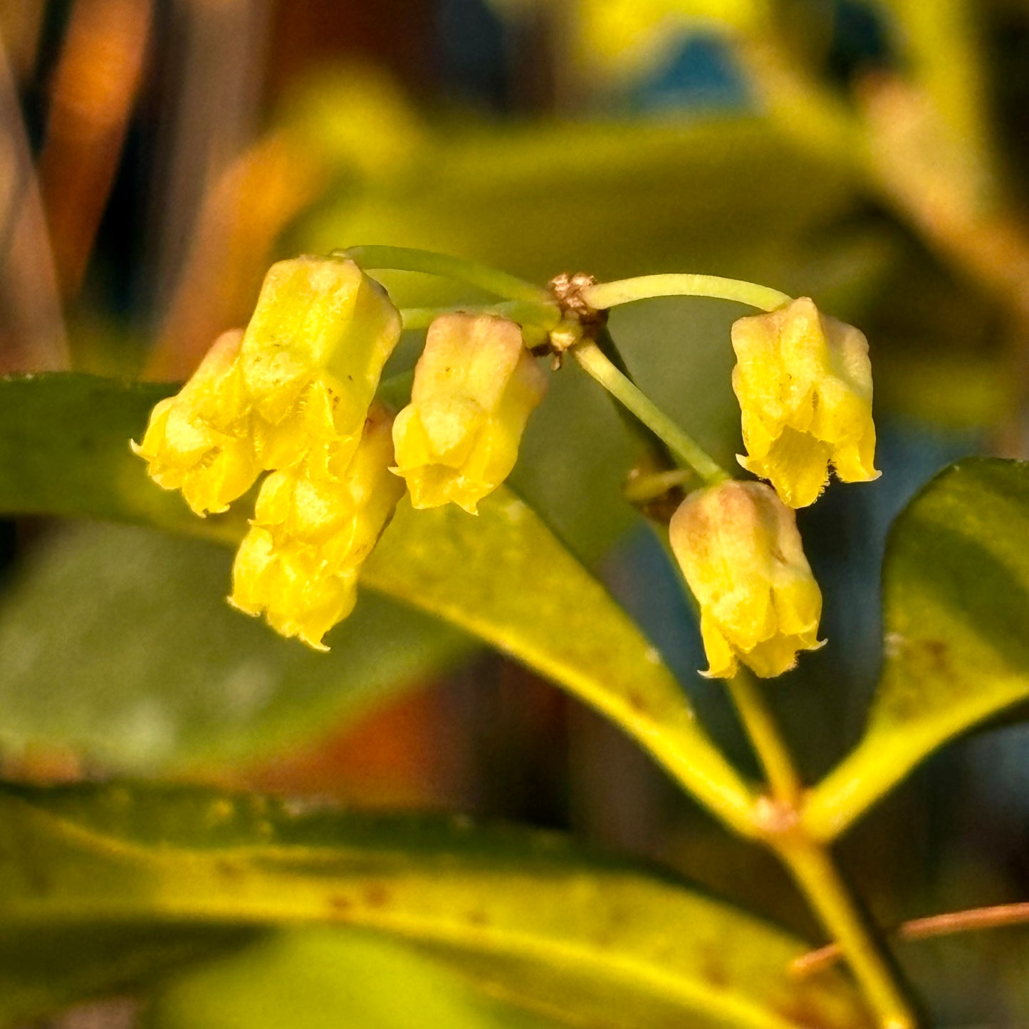 Hoya amicabilis H447