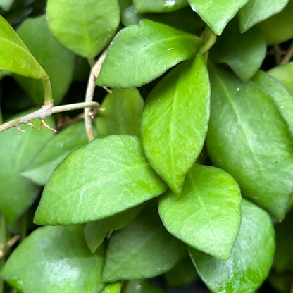 Hoya heuschkeliana H2