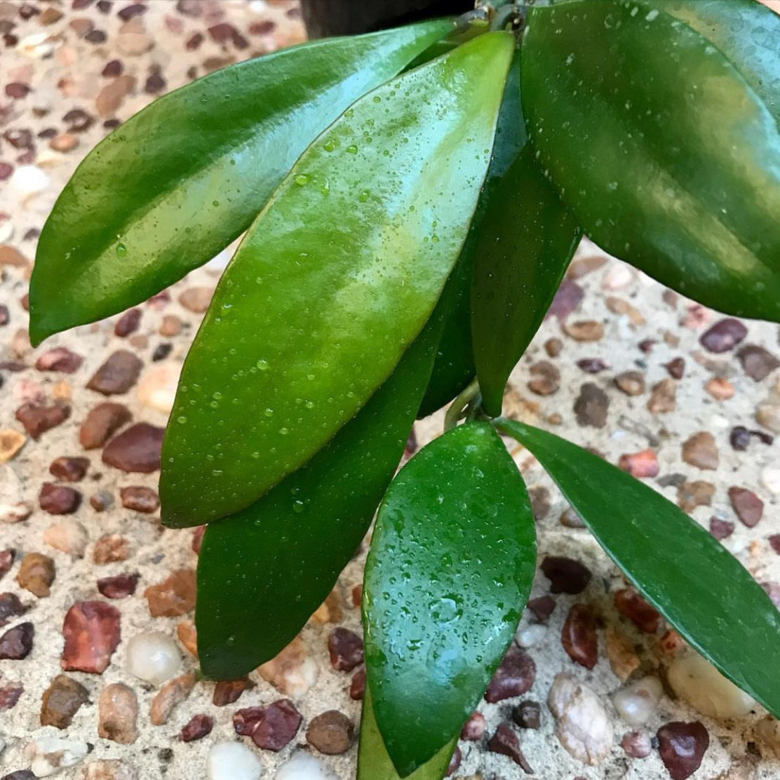 Hoya rumphii IML 1176 H340
