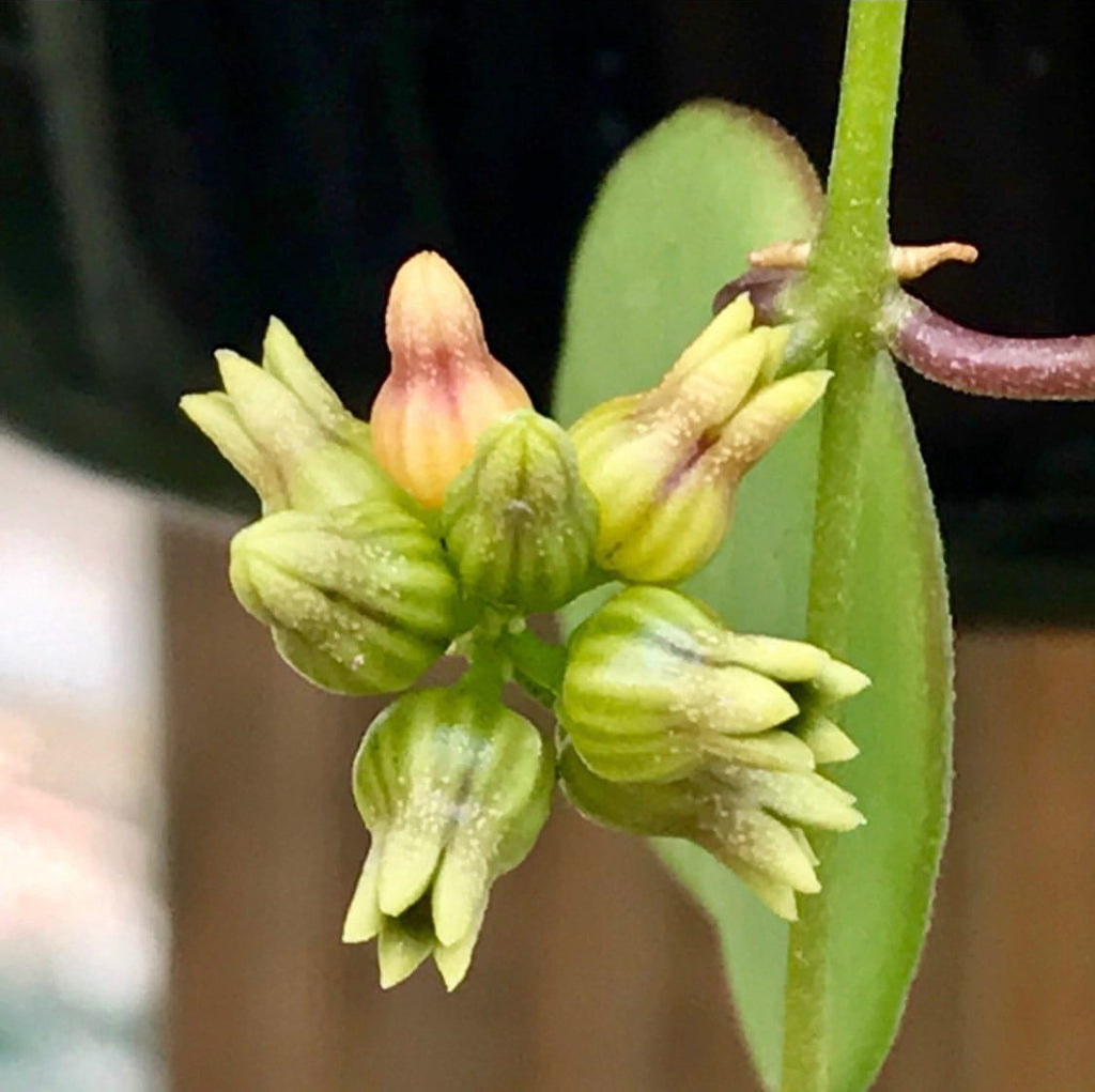 Dischidia ovata Pandanus Creek - narrow leaf IML 0446 D14