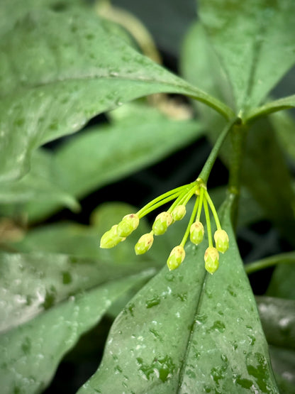 Hoya occultata H461