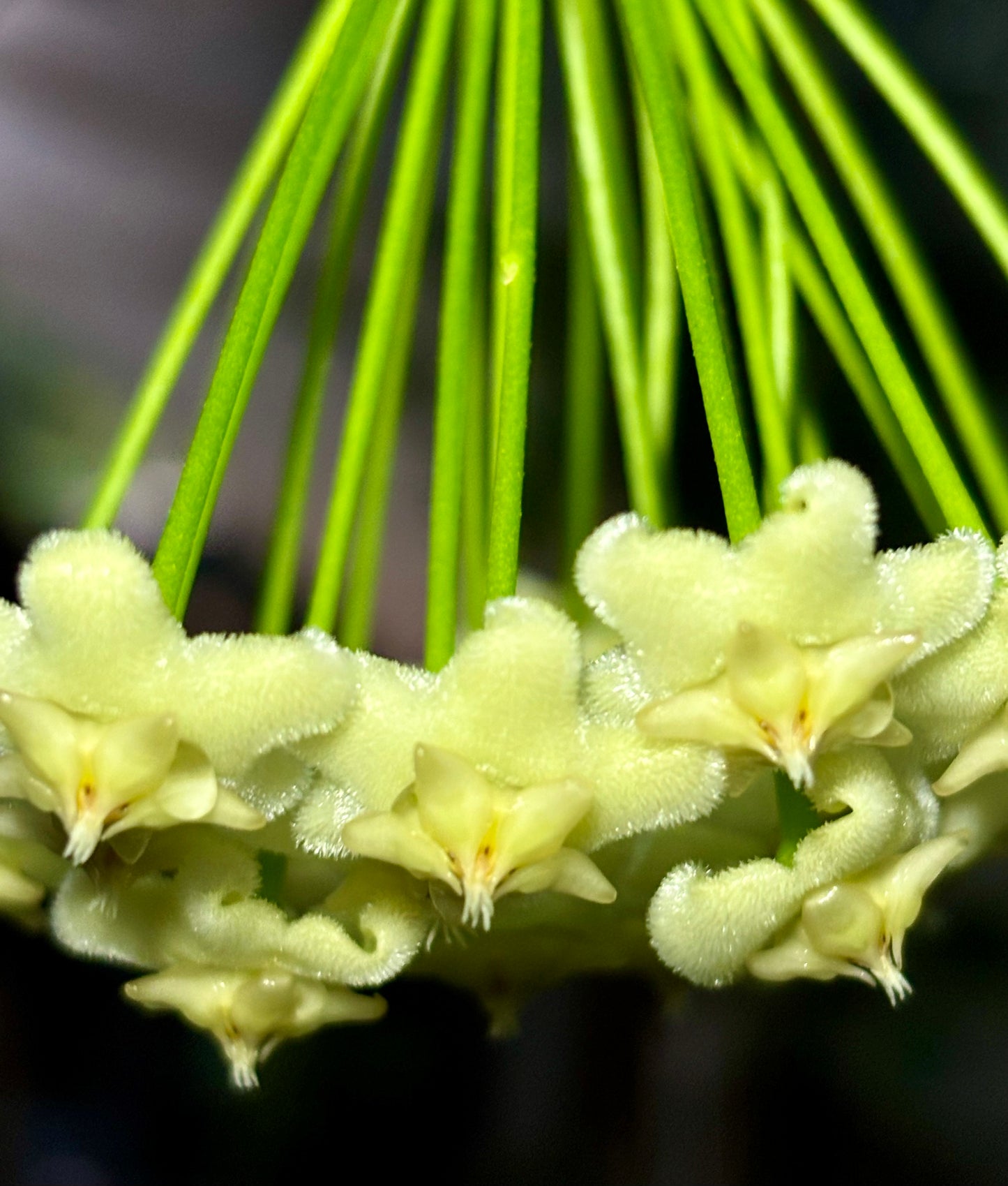 Hoya celata H210