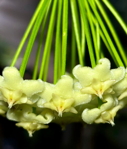 Hoya celata H210