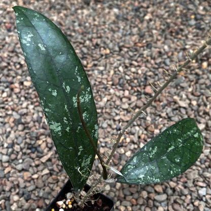 Hoya aff. clemensiorum H488