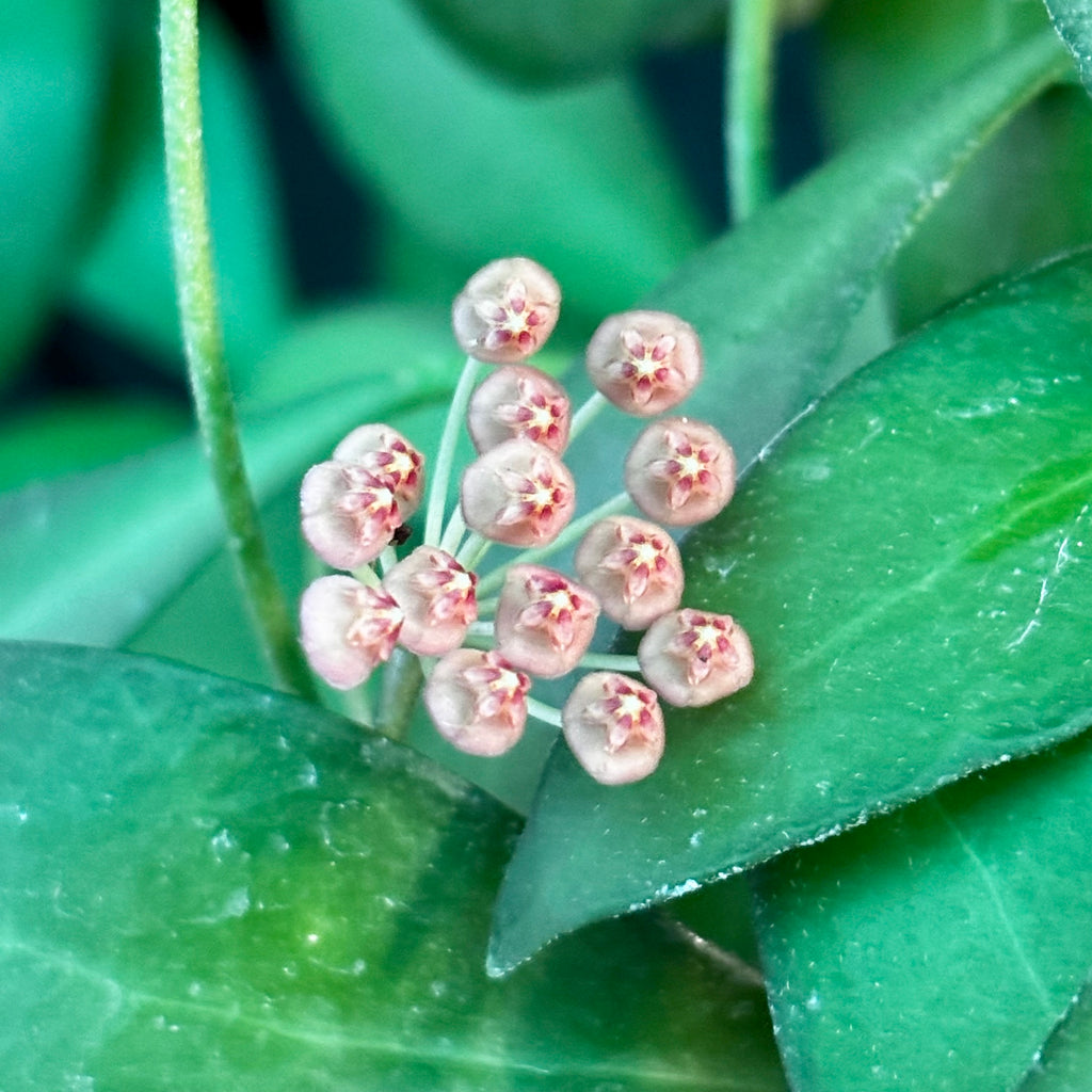 Hoya bilobata Philippines IML 0231 H322