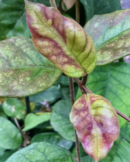Hoya fungii H3