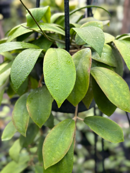 Hoya mindorensis H40