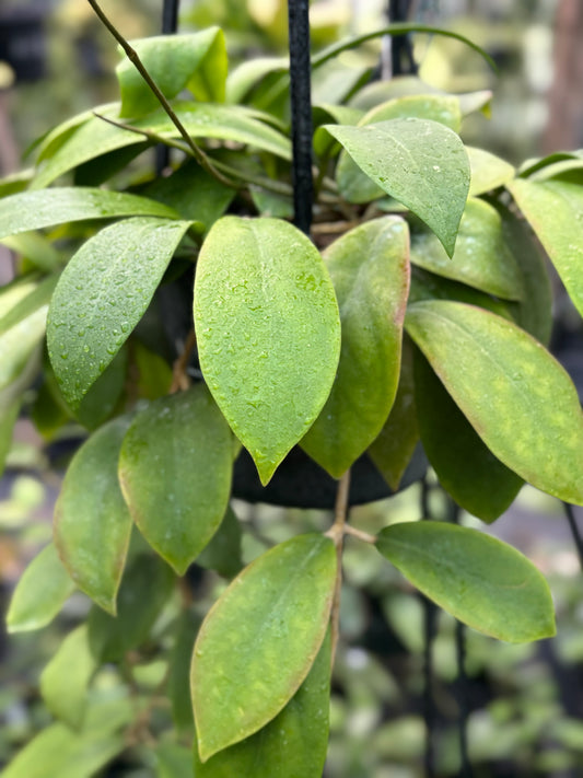Hoya mindorensis H40