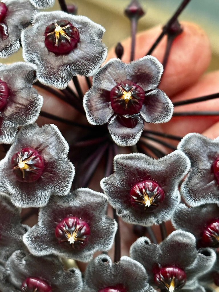 Hoya pubicalyx H165